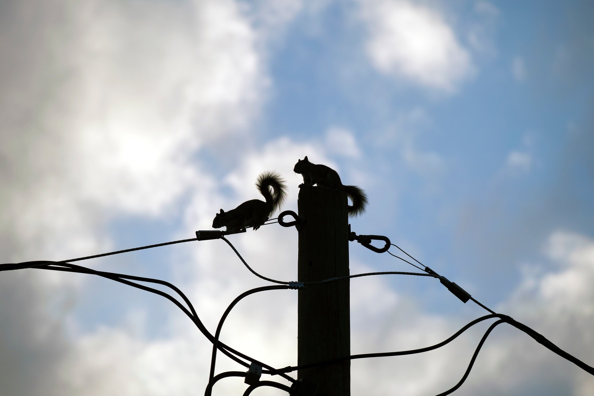 Dark silhouette of squirrel running high along electric or telephone cable